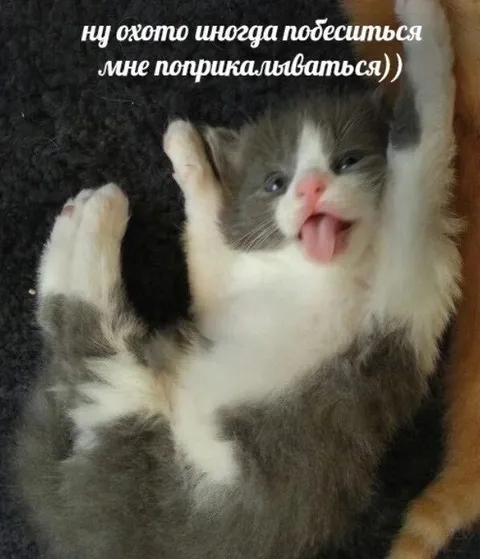 Котёнок хочет побеситься