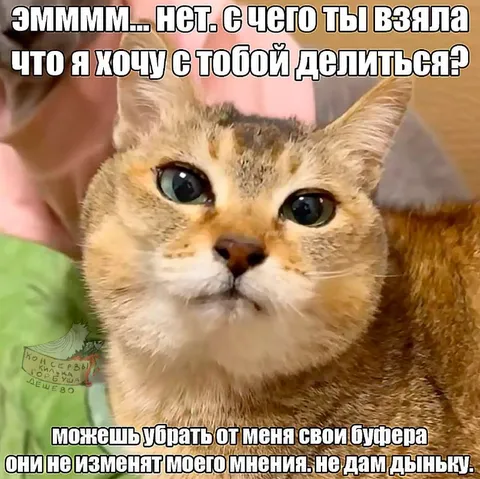 Кошка не даст дыньку