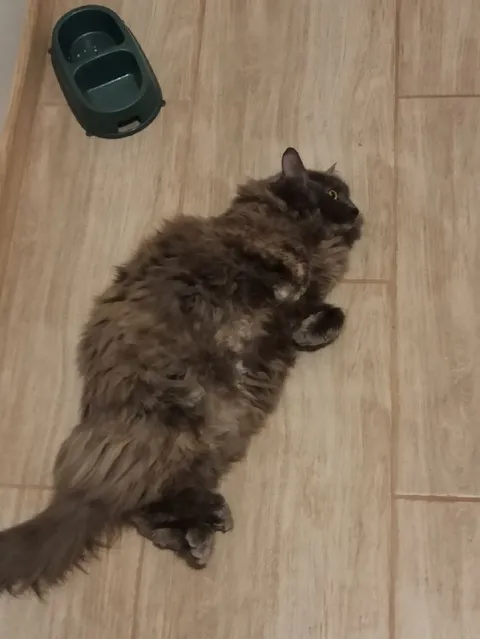 Кот лежит на полу