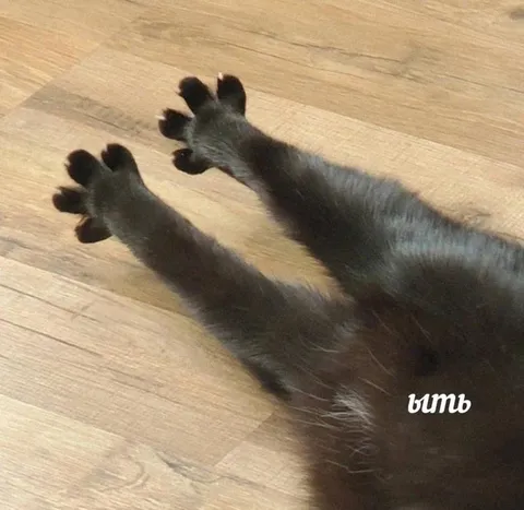Кот тянет лапки