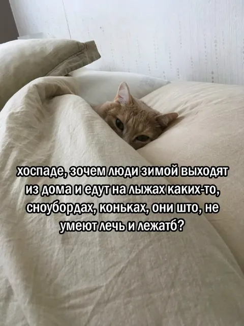 Кот не понимает зимних активностей