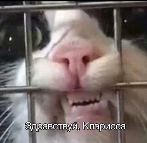 Кот здоровается с Клариссой