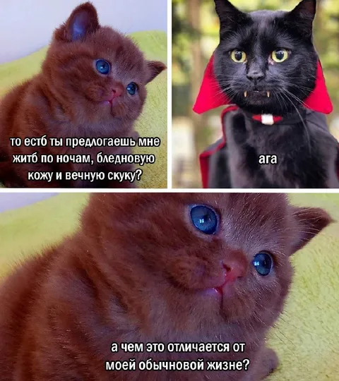 Кот о вампирской жизни