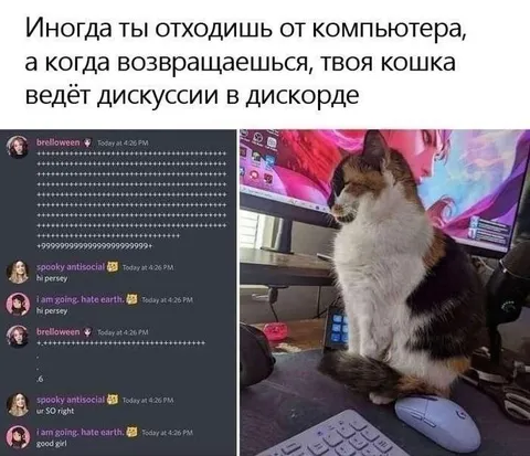 Кошка ведёт дискуссии в Discord