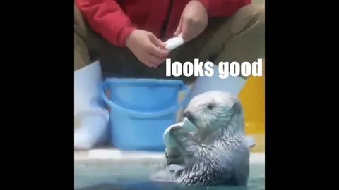 Otter Enjoys Every Ice Treat
