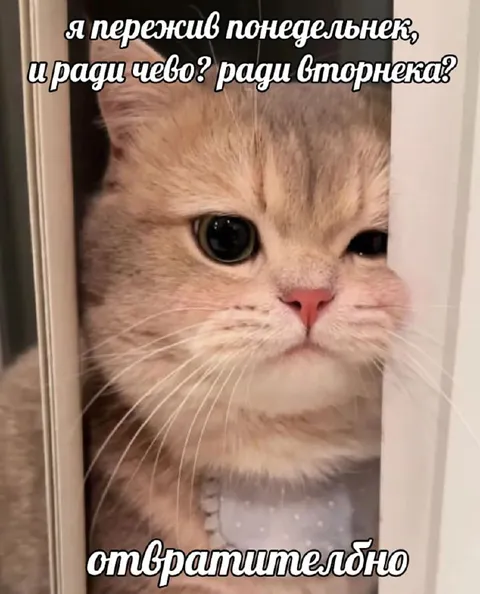 Кот пережил понедельник