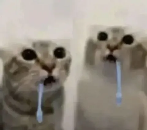 Плачущий кот в двух кадрах