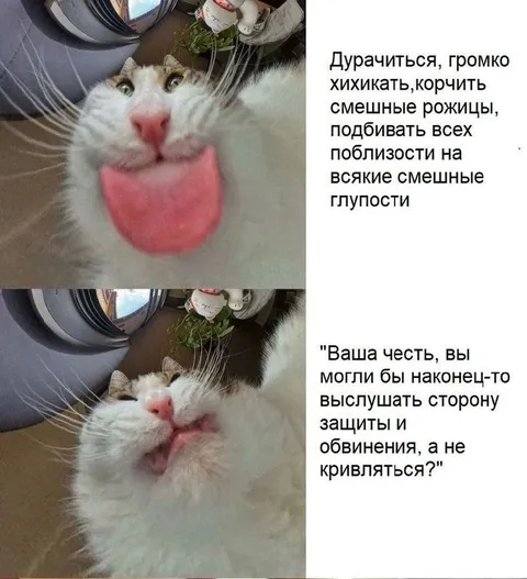 Кот в роли адвоката