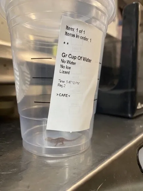 Lizard Cup of Water