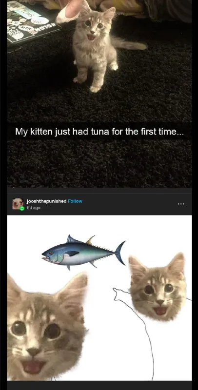 Kitten Discovers Tuna