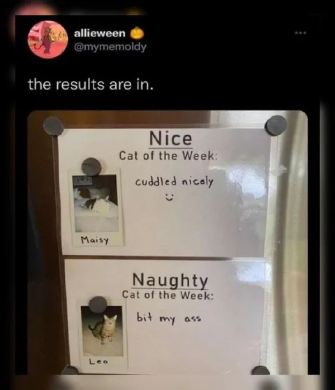 Nice Cat Versus Naughty Cat