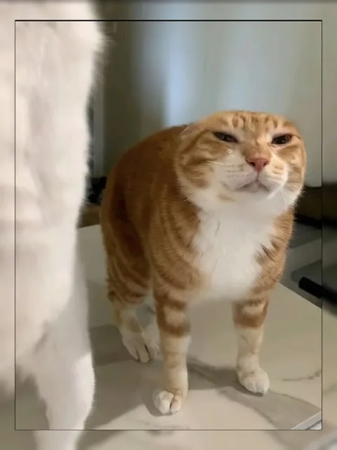 Недовольный рыжий кот
