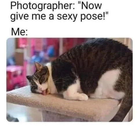 Cat Gives a Sexy Pose