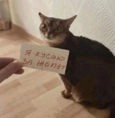 Я кусако за нопт