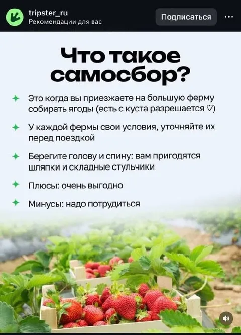 Что такое самосбор клубники