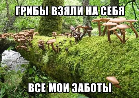 Грибы взяли на себя всю работу