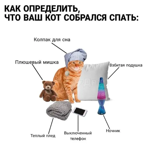 Кот собрался спать