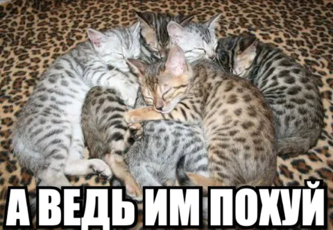 А ведь им похуй