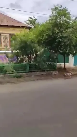 Кот прячется в ирисах