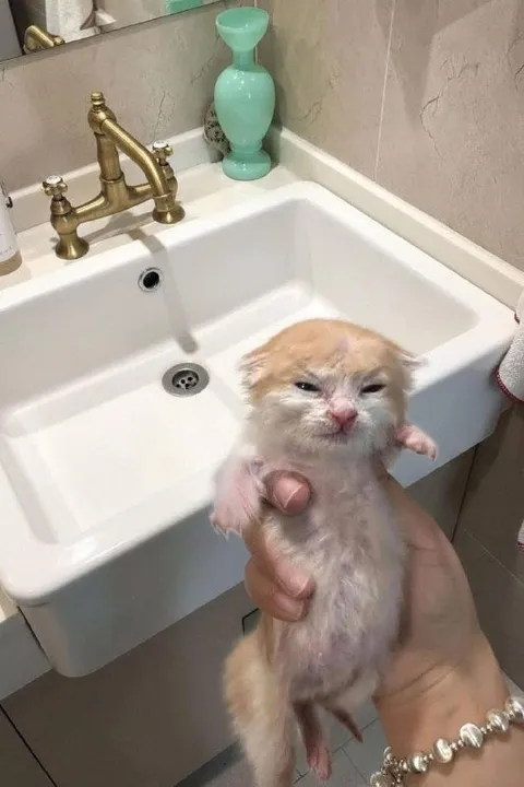 Кот после купания