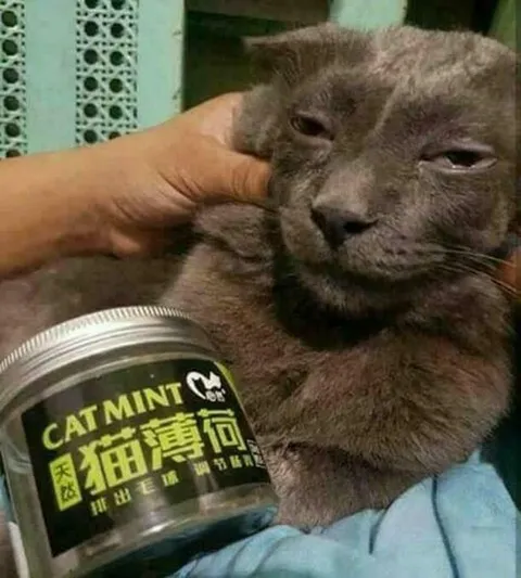 Cat Mint Makes Everything Better