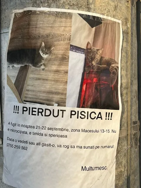 Pierdută pisică speriată