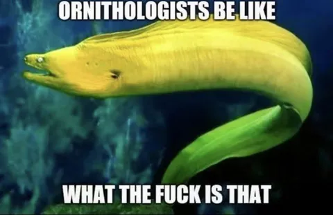 Ornithologists Be Like