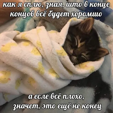 Кот спит, зная, что всё хорошо