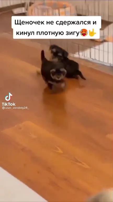 Щеночек кинул плотную зигу