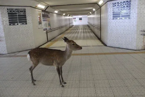 Олень в метро