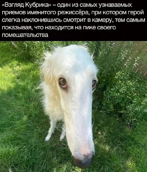 Взгляд Кубрика у борзой