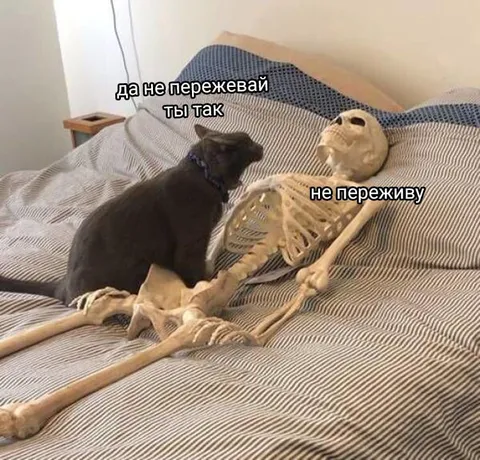 Кот не переживёт разлуку