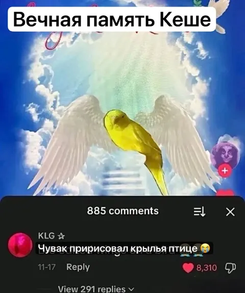 Попугай с крыльями