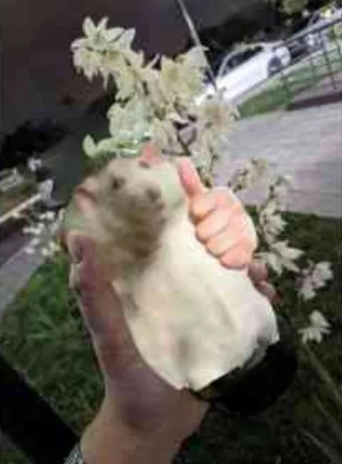 Странный корень с лицом