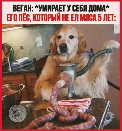 Веган и мясоед-пёс
