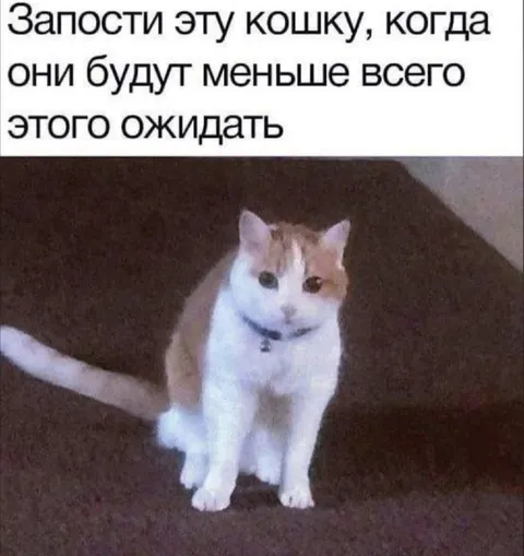 Запости эту кошку