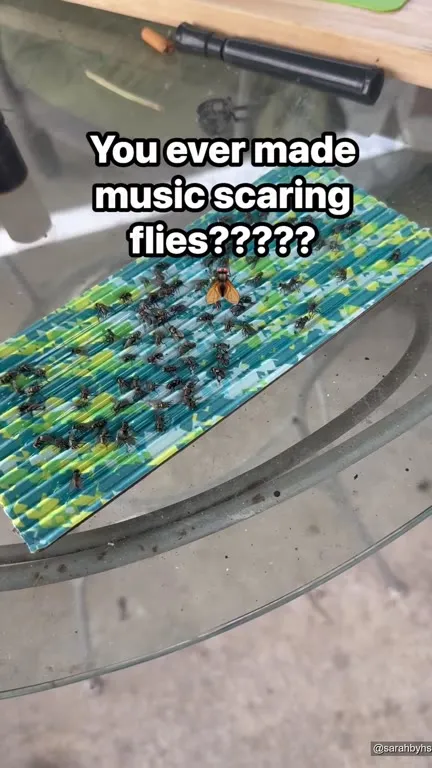 Flies Making Music