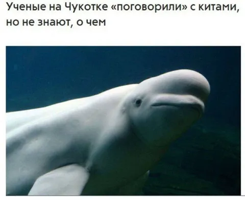 Учёные поговорили с китами