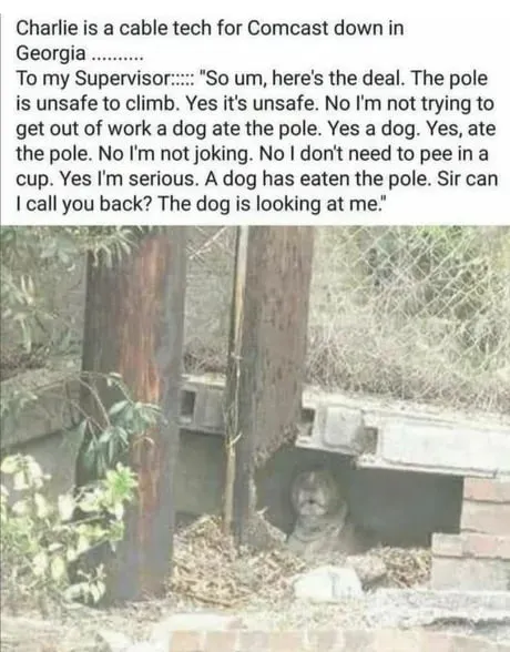 The Dog Ate the Pole
