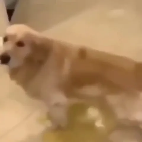 Собака устроила лужу