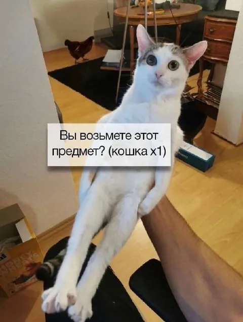 Кошка как предмет в инвентаре