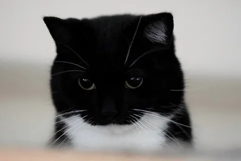 Суровый чёрный кот