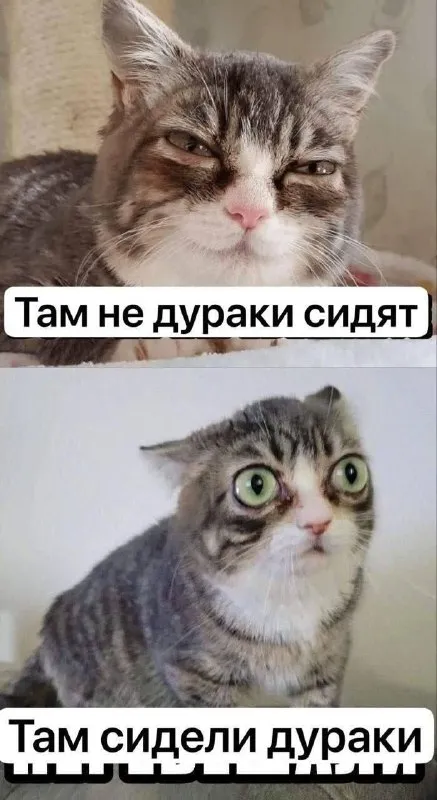 Там сидели дураки