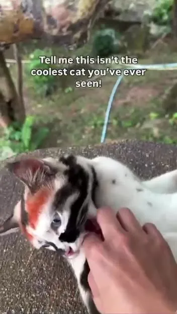 The Coolest Cat You’ve Ever Seen