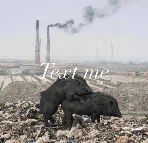 Wild Boars in Industrial Wasteland