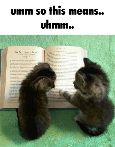 Confused Cats Reading a Book