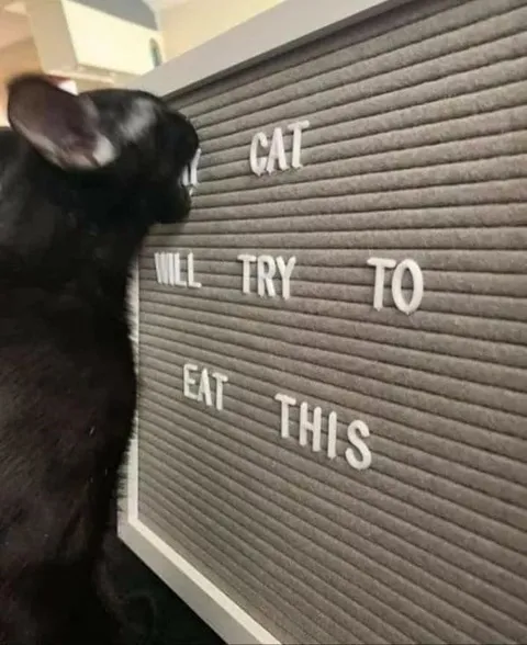 Cat Will Try to Eat This