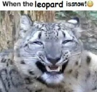 When the Leopard Is Snow