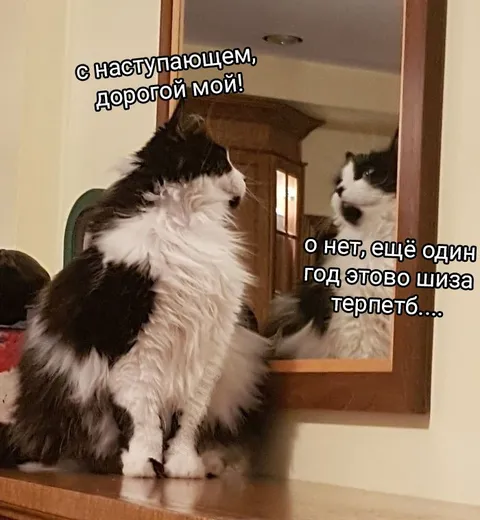 Кот встречает новый год