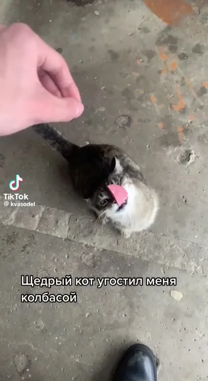 Щедрый кот угощает колбасой